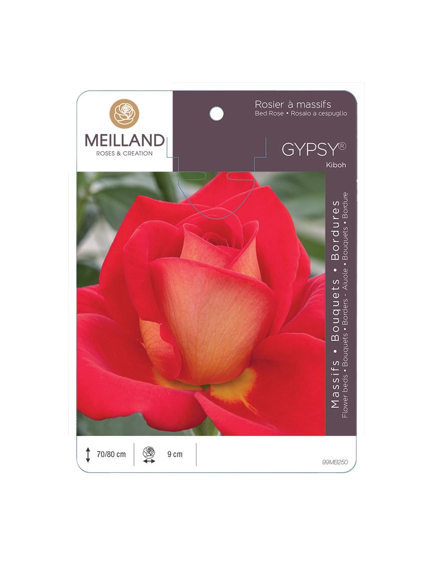 GYPSY ® Kiboh Rosier à massifs