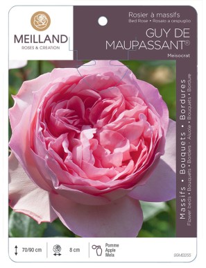 GUY DE MAUPASSANT ® Meisocrat Rosier à massifs