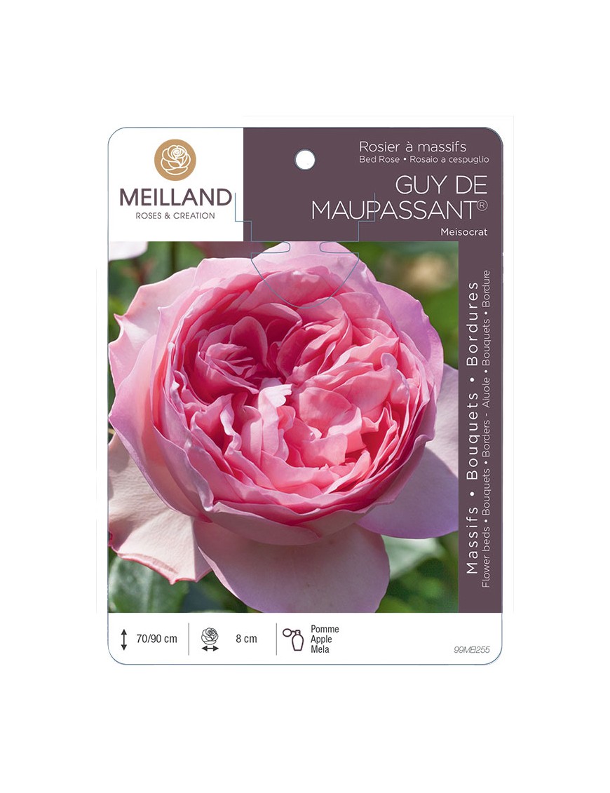 GUY DE MAUPASSANT ® Meisocrat Rosier à massifs