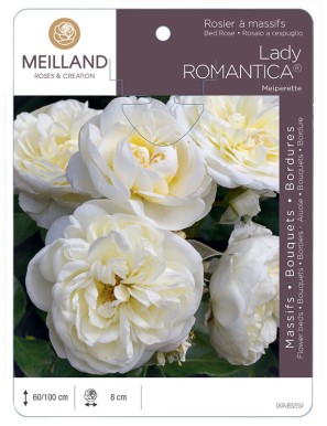 LADY ROMANTICA ® Meiperette Rosier à massifs