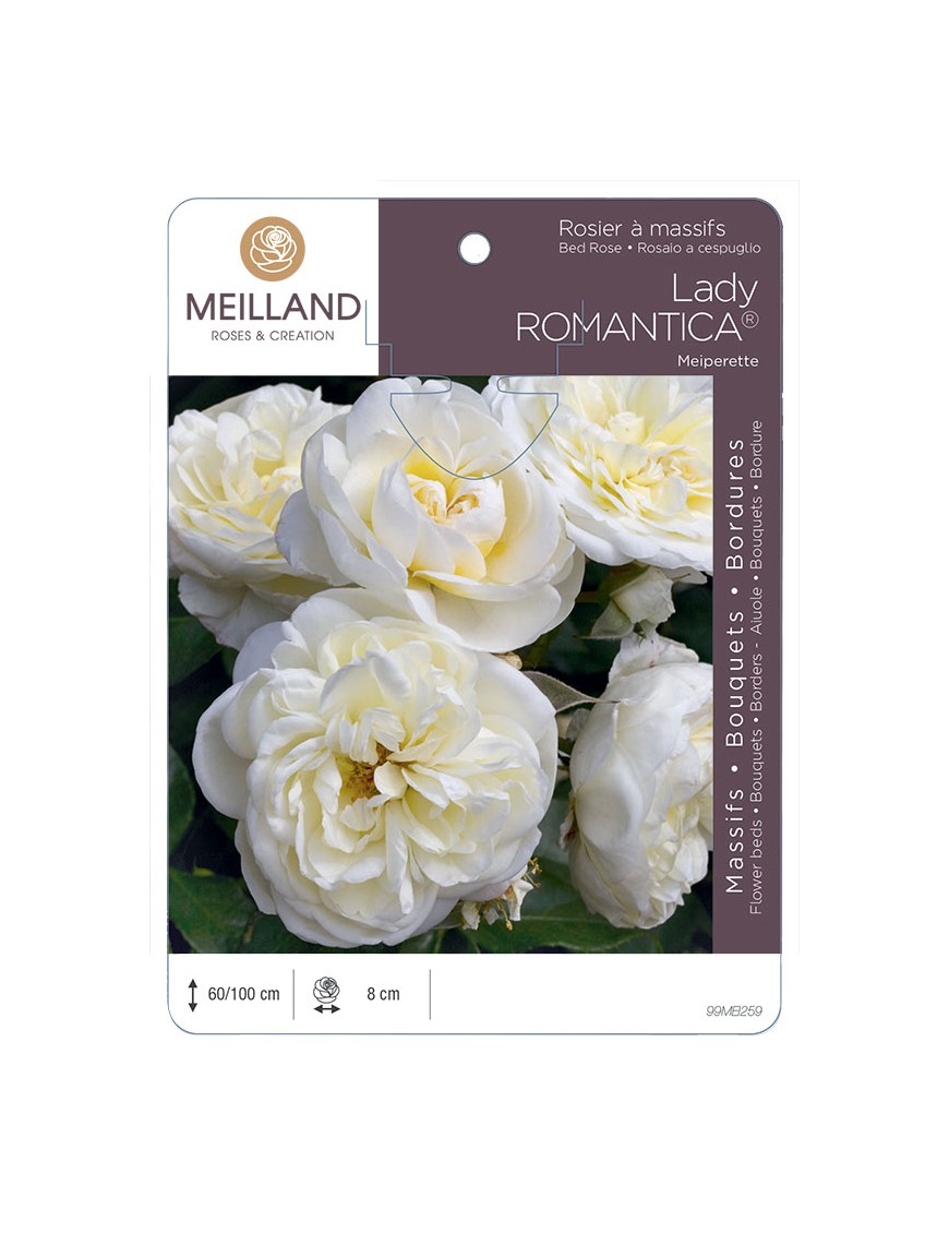 LADY ROMANTICA ® Meiperette Rosier à massifs