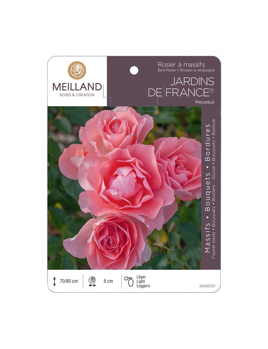 JARDINS DE FRANCE ® Meizebul Rosier à massifs