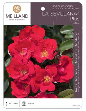 LA SEVILLANA ® Plus Meishitai Rosier paysager