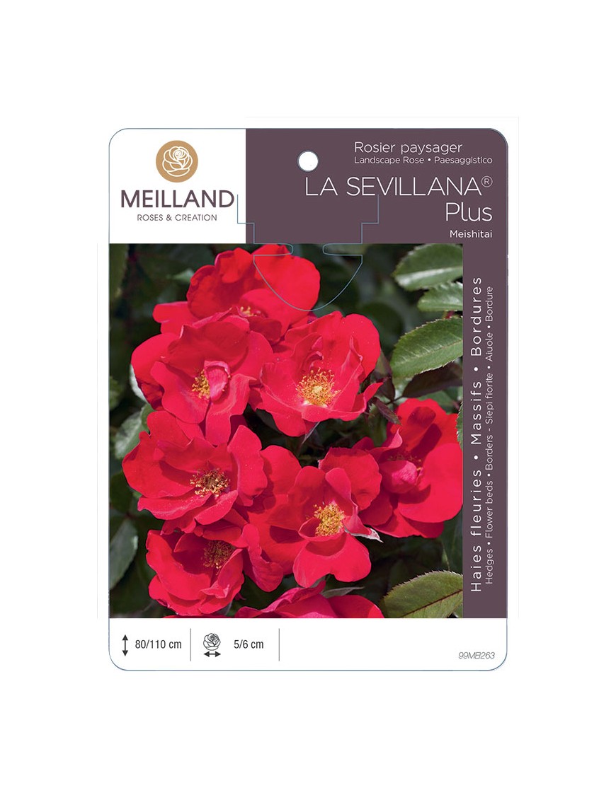 LA SEVILLANA ® Plus Meishitai Rosier paysager