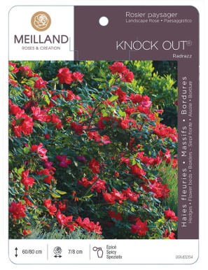 KNOCK OUT ® Radrazz Rosier paysager