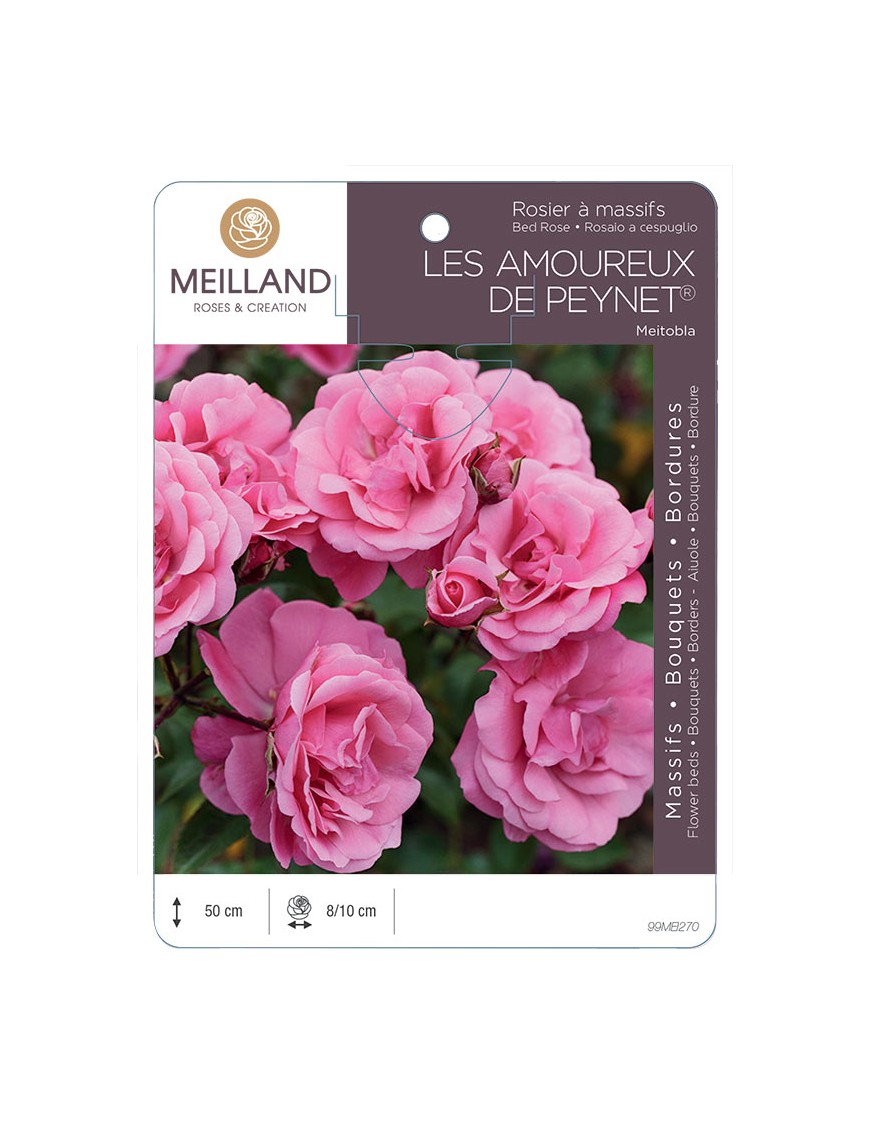 LES AMOUREUX DE PEYNET ® Meitobla Rosier à massifs