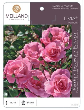 LIVIA ® Meikifunk Rosier à massifs