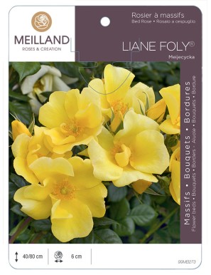 LIANE FOLY ® Meijecycka Rosier à massifs