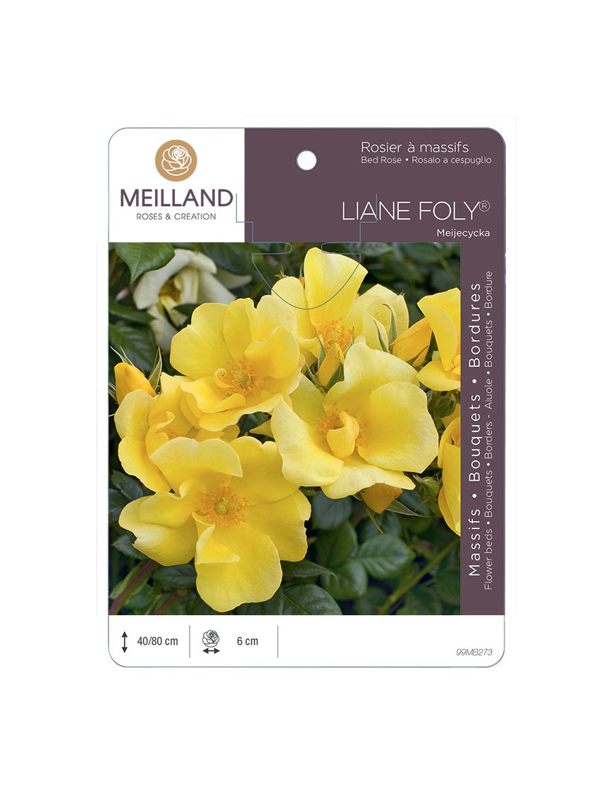 LIANE FOLY ® Meijecycka Rosier à massifs