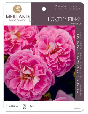 LOVELY PINK ® Meinoplius Rosier à massifs