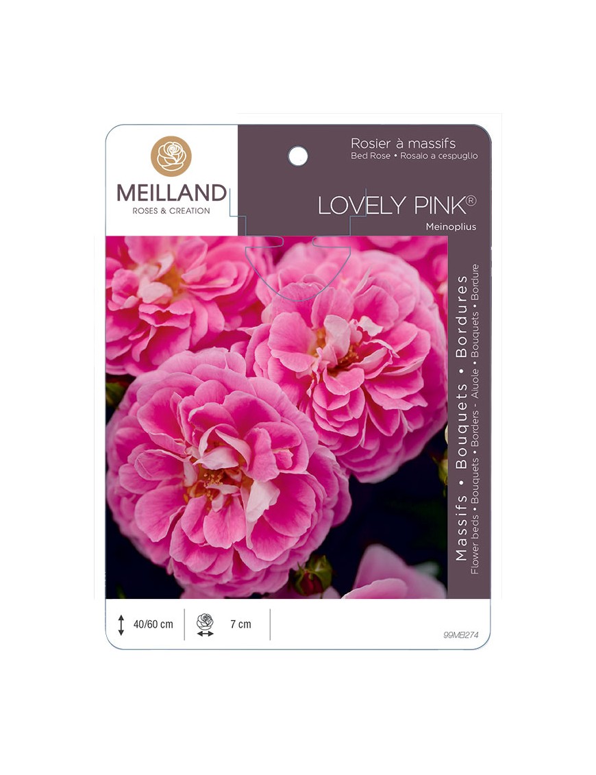 LOVELY PINK ® Meinoplius Rosier à massifs