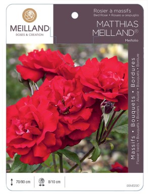 MATTHIAS MEILLAND ® Meifolio Rosier à massifs