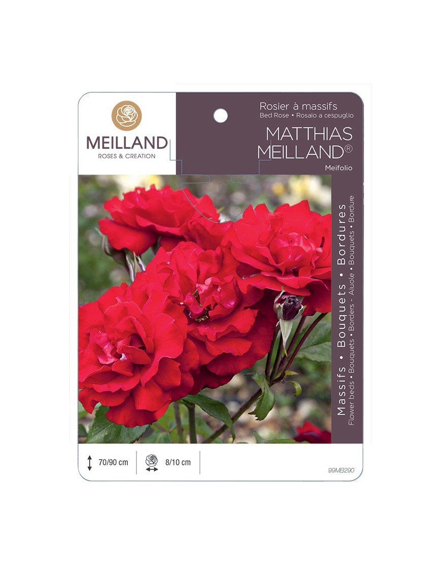 MATTHIAS MEILLAND ® Meifolio Rosier à massifs