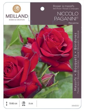 NICCOLO PAGANINI ® Meicairma Rosier à massifs