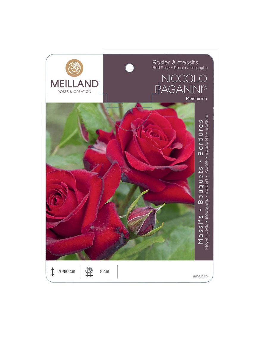 NICCOLO PAGANINI ® Meicairma Rosier à massifs