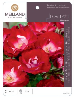 LOVITA ® Meimasula Rosier à massifs