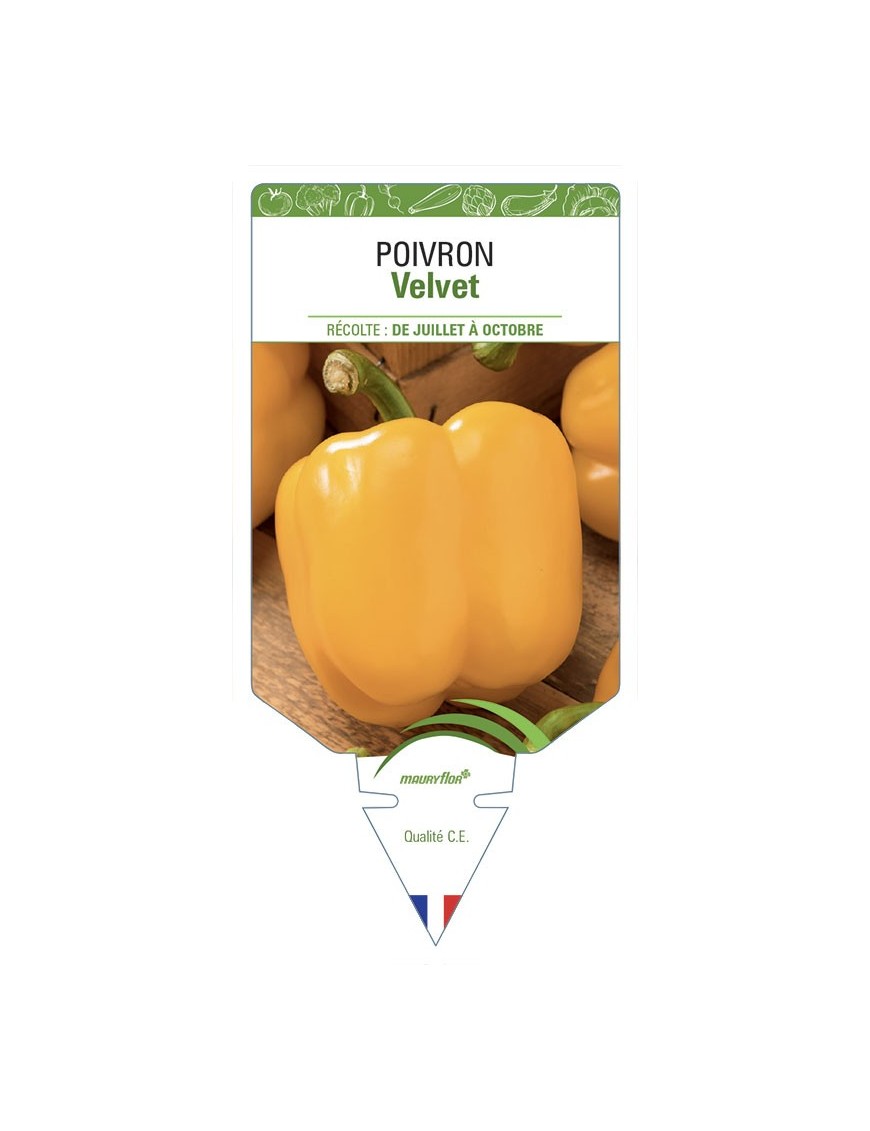 POIVRON VELVET JAUNE