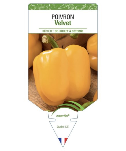 POIVRON VELVET JAUNE