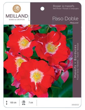 PASO DOBLE ® Meijuwel Rosier à massifs