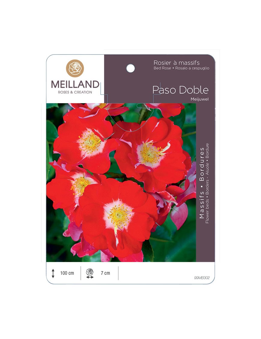 PASO DOBLE ® Meijuwel Rosier à massifs