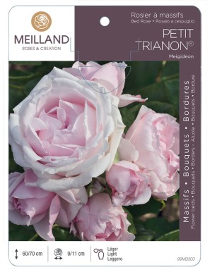 PETIT TRIANON ® Meigideon Rosier à massifs
