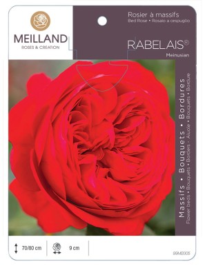 RABELAIS ® Meinusian Rosier à massifs