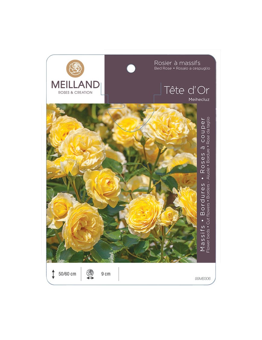 TÊTE D'OR ® Meihecluz Rosier à massifs