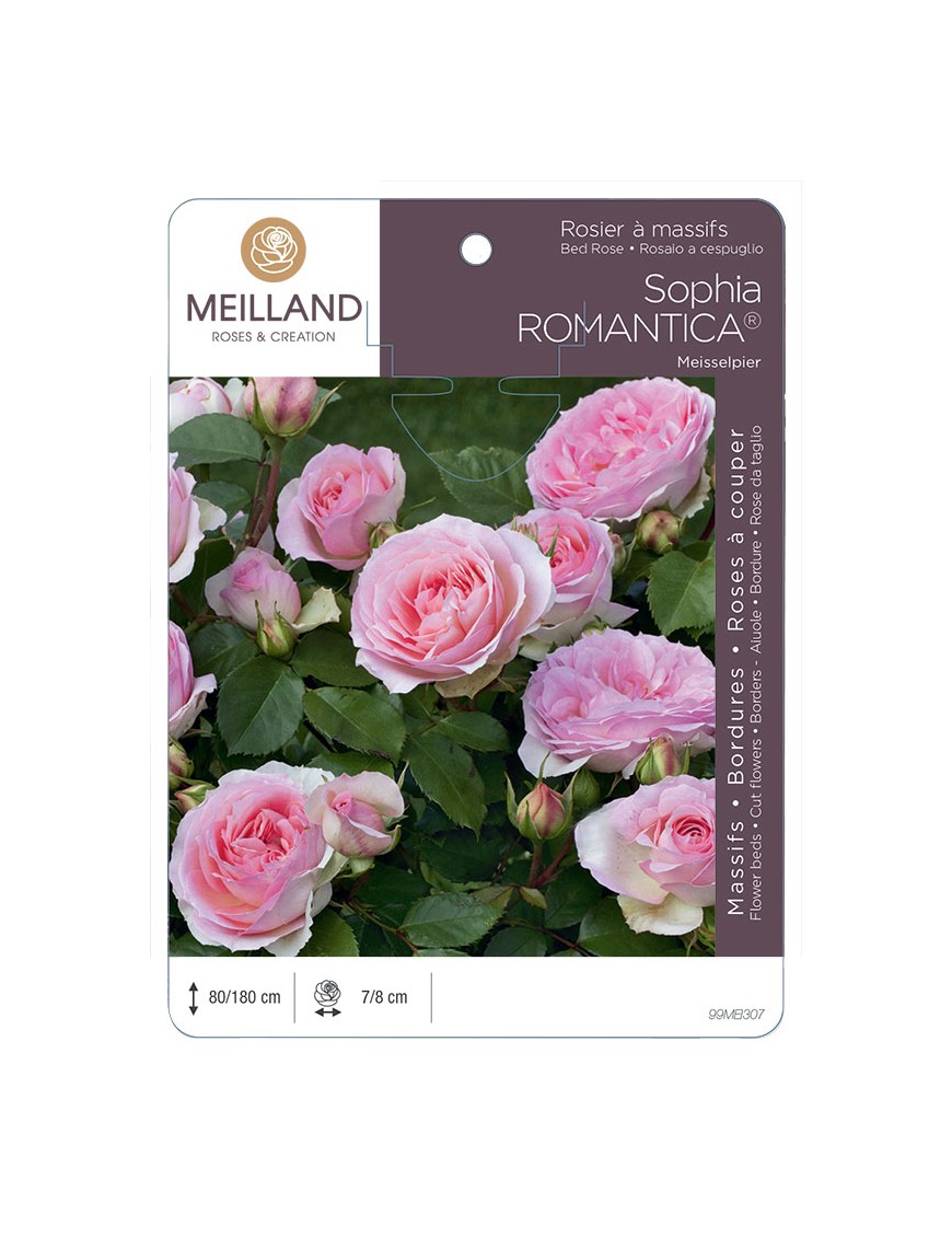 SOPHIA ROMANTICA ® Meisselpier Rosier à massifs