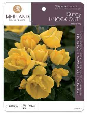 SUNNY KNOW OUT ® Radsunny Rosier à massifs