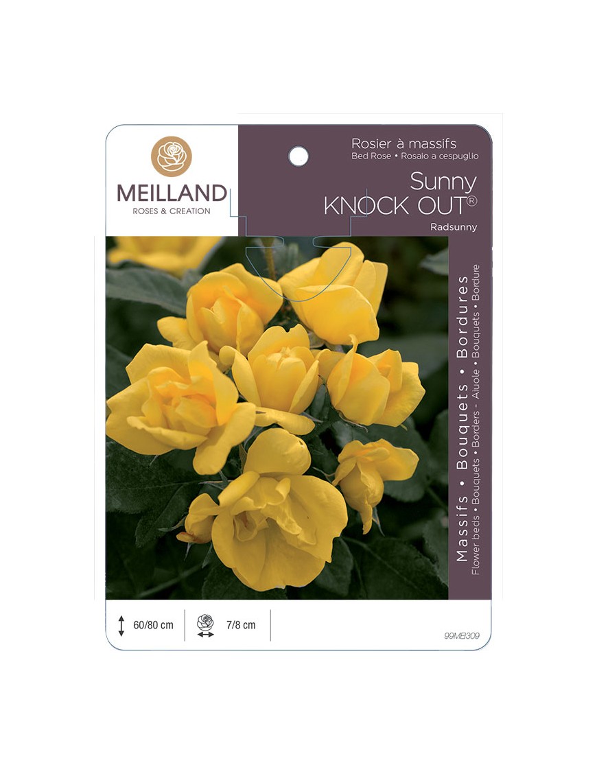 SUNNY KNOW OUT ® Radsunny Rosier à massifs