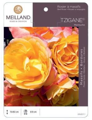 TZIGANE® Meimucho Rosier à massifs