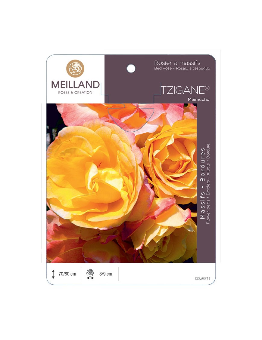 TZIGANE® Meimucho Rosier à massifs