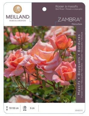 ZAMBRA 93 ® Meicurbos Rosier à massifs