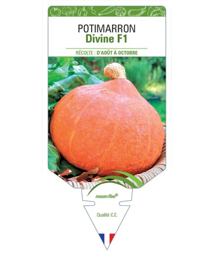 POTIMARRON DIVINE F1