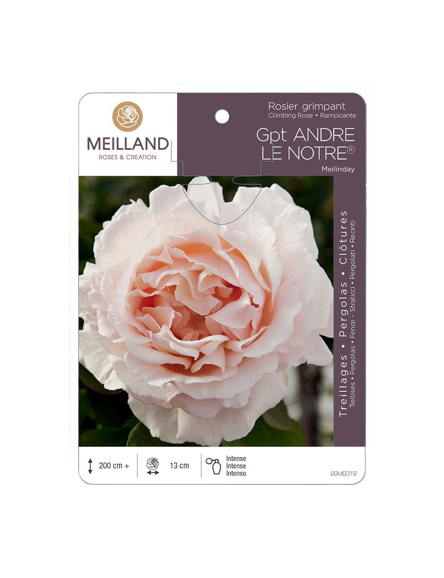 ANDRÉ LE NOTRE ® Meilinday Rosier grimpant