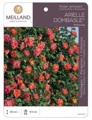 ARIELLE DOMBASLE ® Meihourag Rosier grimpant
