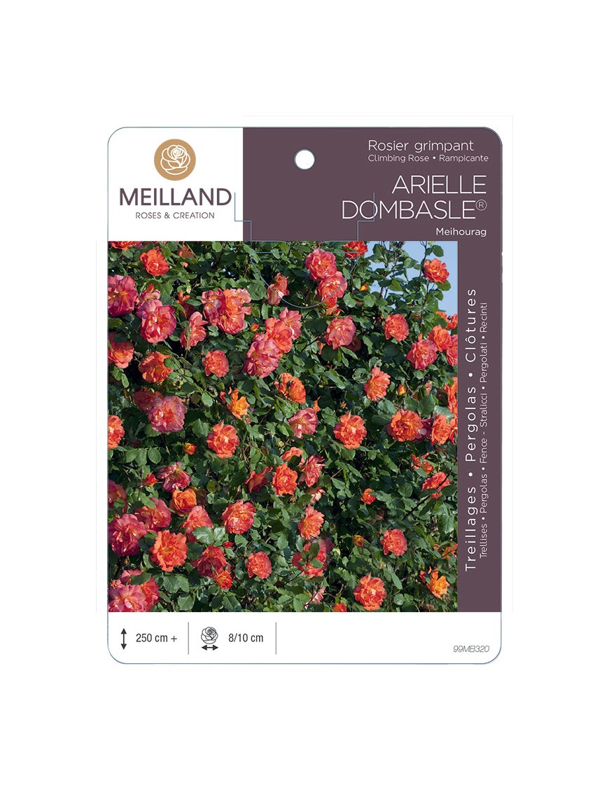 ARIELLE DOMBASLE ® Meihourag Rosier grimpant