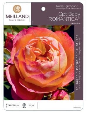 BABY ROMANTICA ® Meilivoine Rosier grimpant