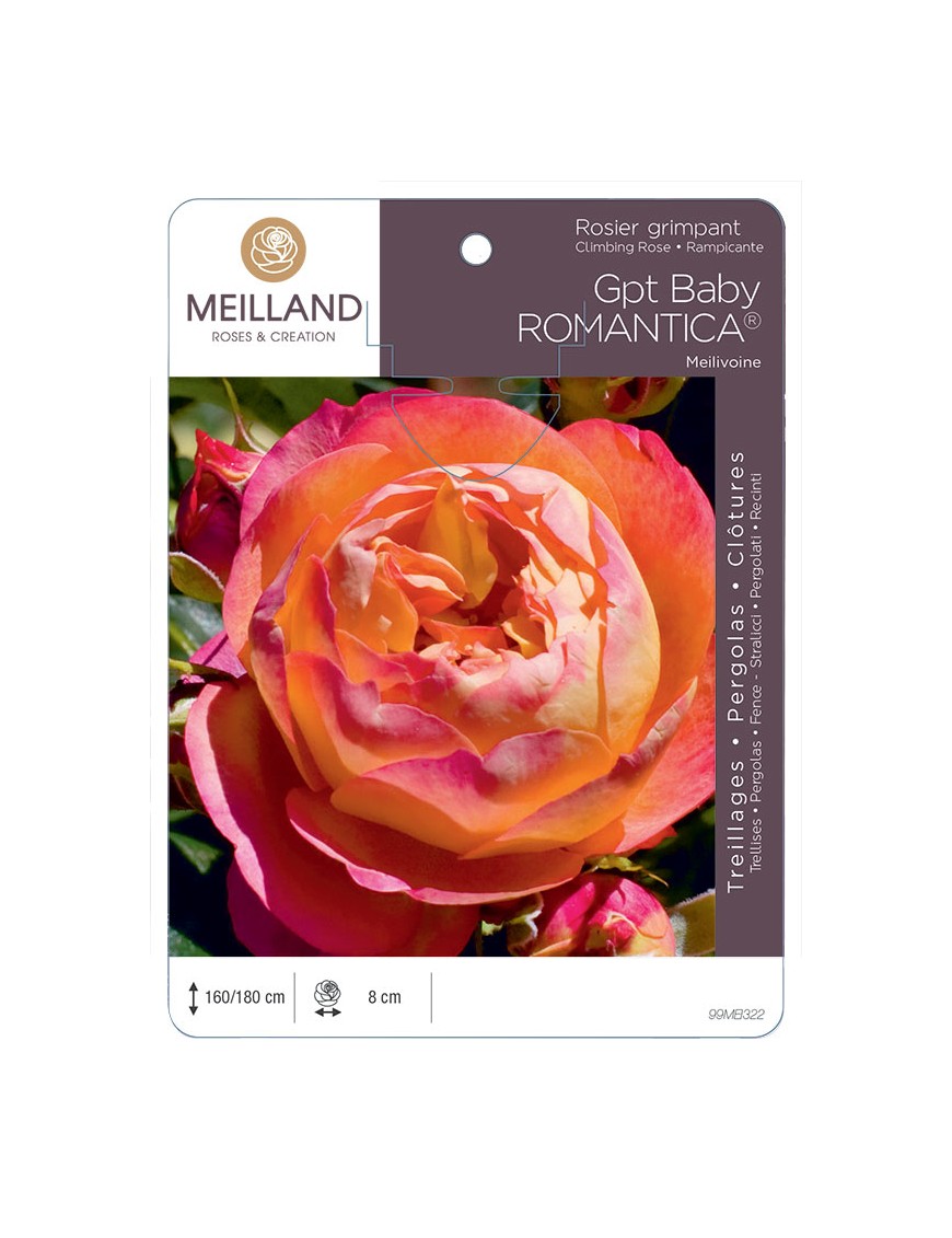 BABY ROMANTICA ® Meilivoine Rosier grimpant