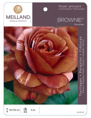 BROWNIE ® Simstripe Rosier grimpant