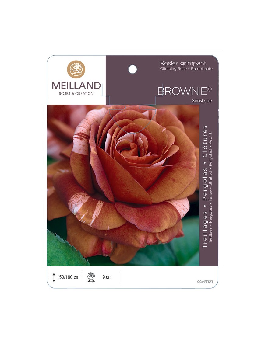 BROWNIE ® Simstripe Rosier grimpant