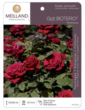 BOTERO ® Meiafonesar Rosier grimpant