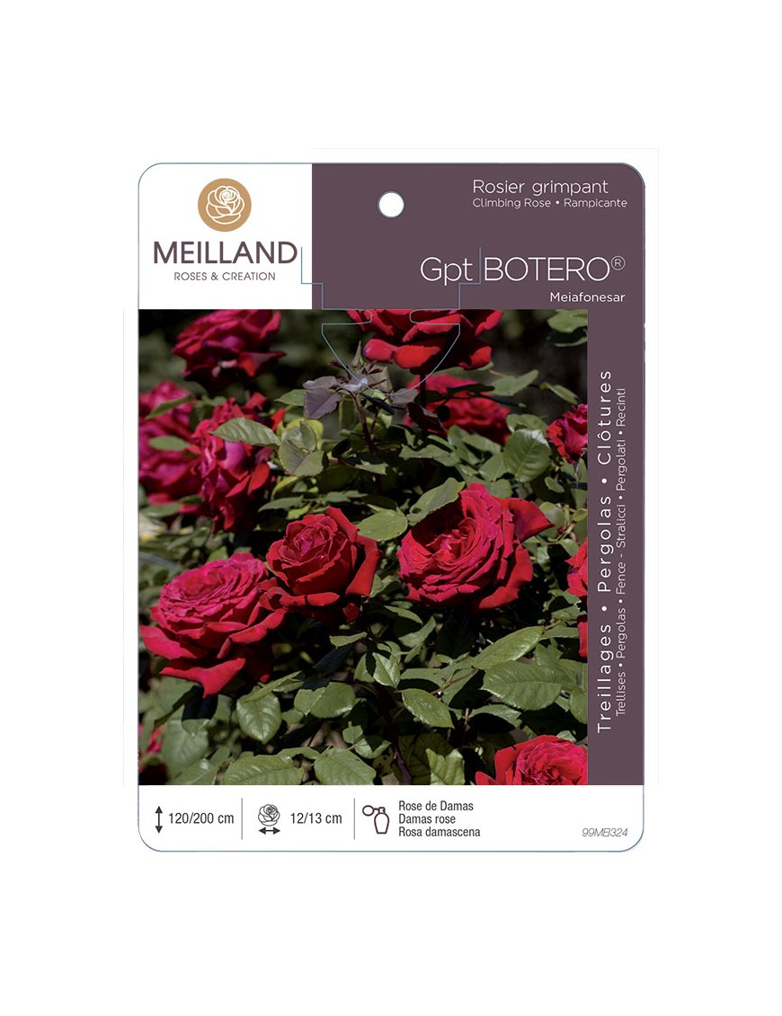 BOTERO ® Meiafonesar Rosier grimpant