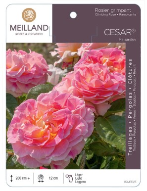 CÉSAR ® Meisardan Rosier grimpant