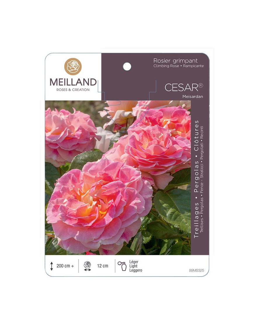 CÉSAR ® Meisardan Rosier grimpant