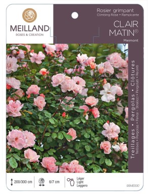 CLAIR MATIN ® Meimont Rosier grimpant