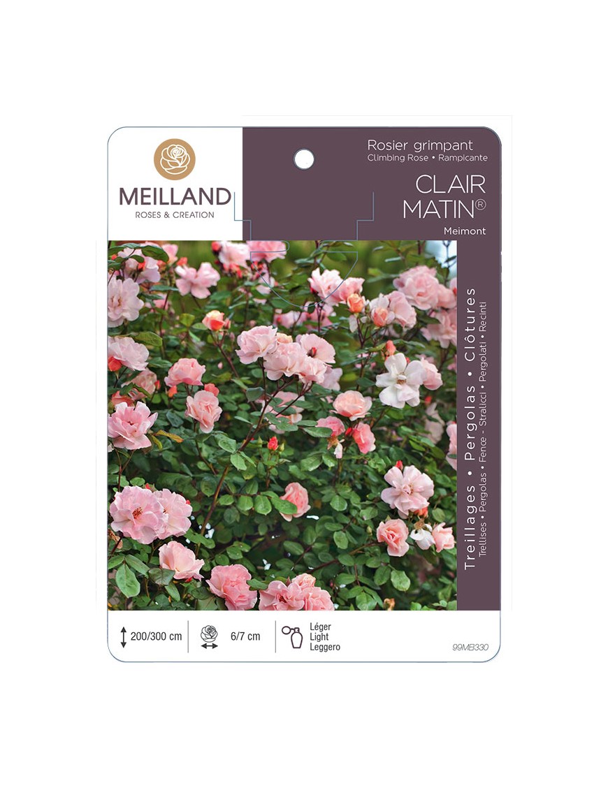 CLAIR MATIN ® Meimont Rosier grimpant