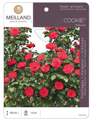 COOKIE ® Meikousie Rosier grimpant