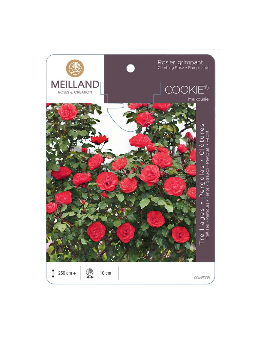 COOKIE ® Meikousie Rosier grimpant