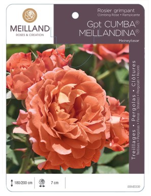 CUMBA MEILLANDINA ® Meineytasar Rosier grimpant